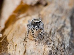 Pseudomogrus albocinctus