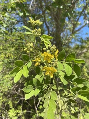 Senna villosa