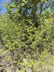 Senna villosa
