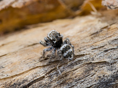 Pseudomogrus albocinctus