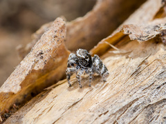 Pseudomogrus albocinctus