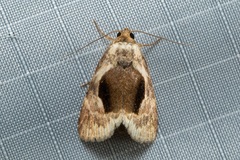 Meekistrotia bacchusi