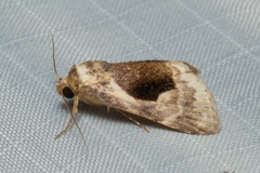 Meekistrotia bacchusi