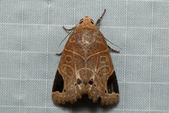 Imosca megastigmata