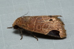 Imosca megastigmata