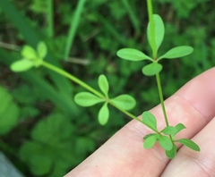 Galium labradoricum