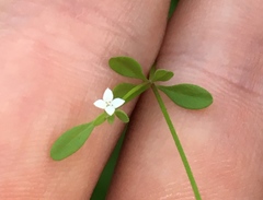 Galium labradoricum