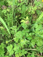Galium labradoricum