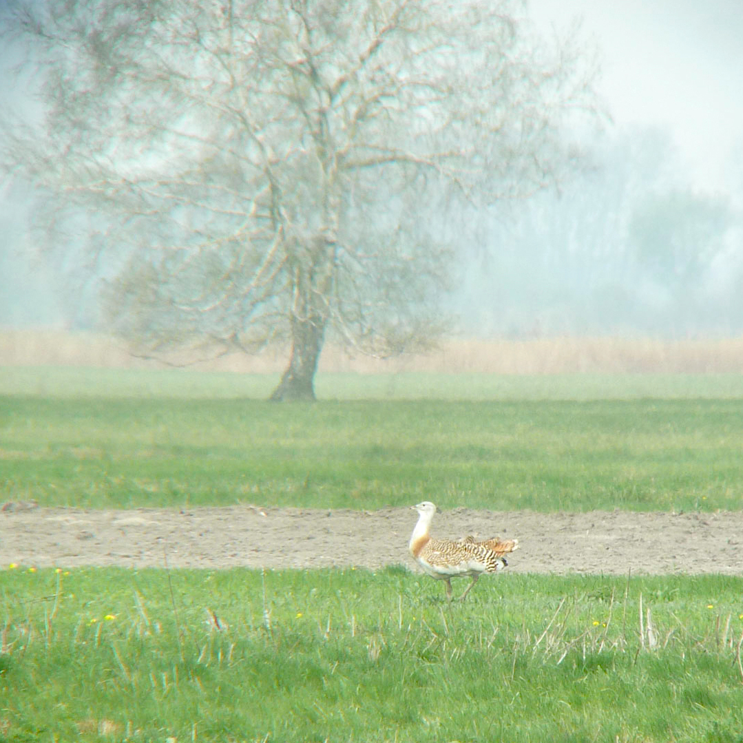 Great Bustard
