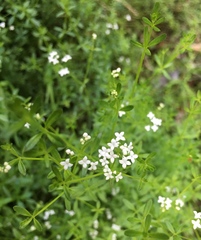 Galium labradoricum