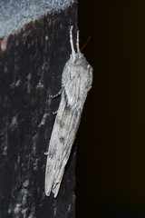 Capusa graodes