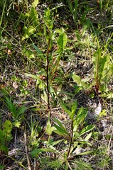 Erigeron acris kamtschaticus