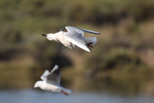 Gaviota picofina (Chroicocephalus genei)