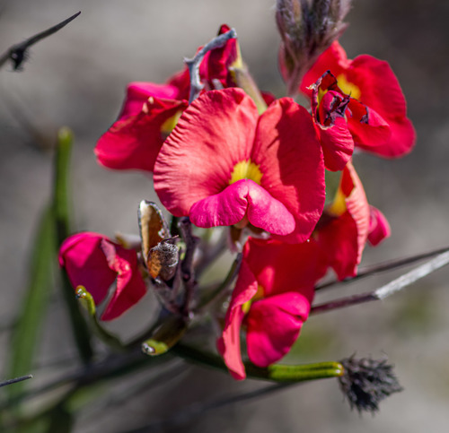 Callistachys obtusifolia (Chorizema obtusifolium)
