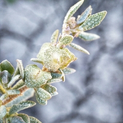 Atriplex lindleyi inflata