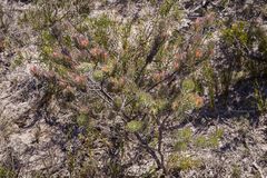 Adenanthos sericeus sphalma