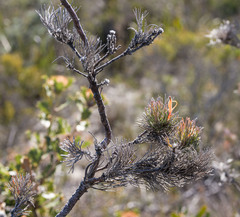 Adenanthos sericeus sphalma
