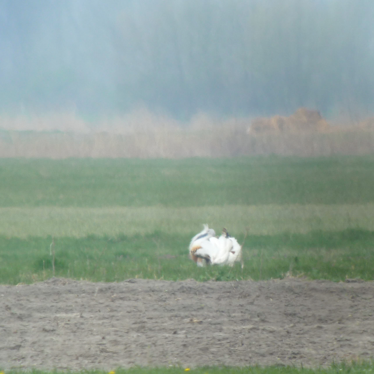 Great Bustard