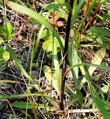 Erigeron acris kamtschaticus