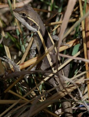 Lophognathus gilberti