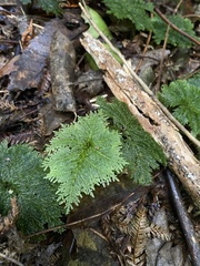 Dendrohypopterygium filiculiforme