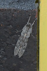 Capusa graodes