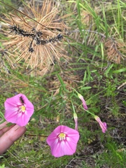 Convolvulus chinensis