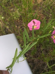 Convolvulus chinensis