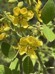 Senna villosa