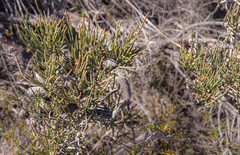 Allocasuarina humilis