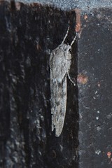 Capusa graodes
