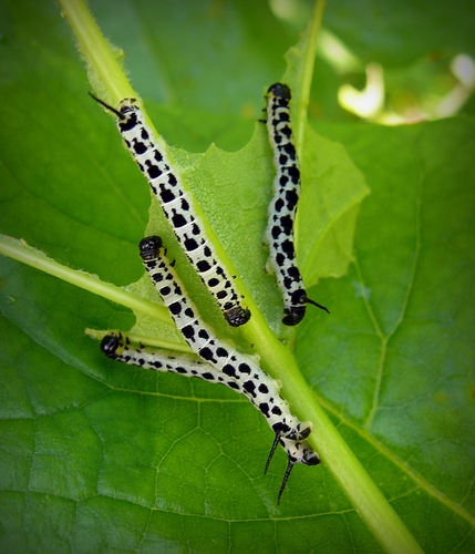Catalpa Sphinx