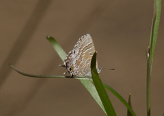 Theclinesthes miskini