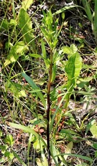 Erigeron acris kamtschaticus