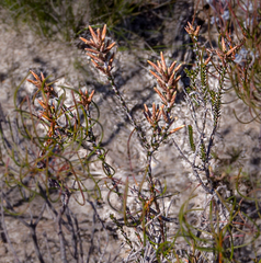 Lysinema ciliatum