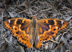 Apatura ilia clytie