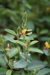 Alysicarpus glumaceus