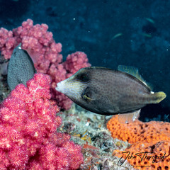 Cantherhines pardalis