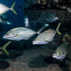Pseudocaranx