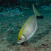 Black Rabbitfish - Photo (c) John Thorogood, some rights reserved (CC BY-NC), uploaded by John Thorogood