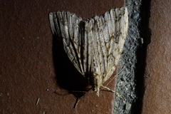 Pseudocoremia rudisata