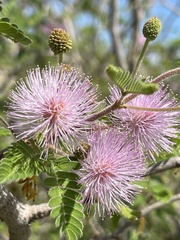 Mimosa tricephala