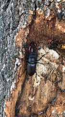 Lucanus cervus