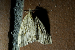 Pseudocoremia rudisata