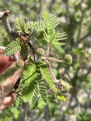 Mimosa tricephala