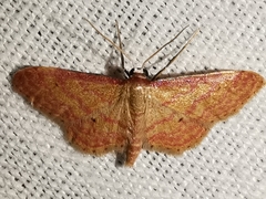 Idaea rhodogrammaria
