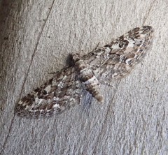 Eupithecia nanata