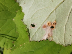 Puccinia poarum