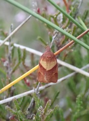 Philedone gerningana