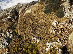 Xanthoparmelia loxodes